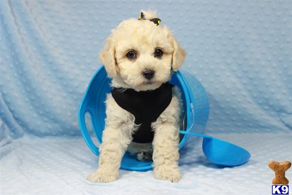 lvpuppyheaven Picture 1